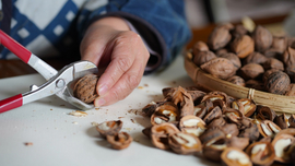 &auml;ltere Frau knackt Walnuss 