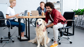 Hund mit Kollegen im Büro