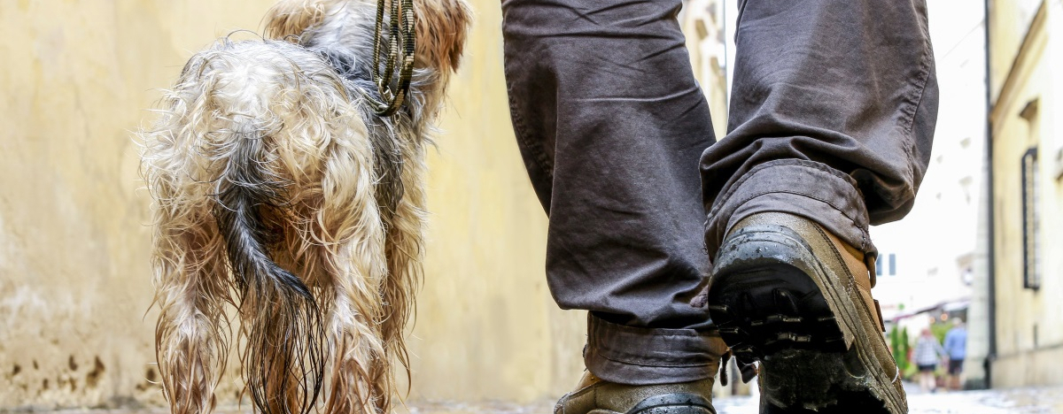 Hund und Herrchen, die durch den Regen gehen