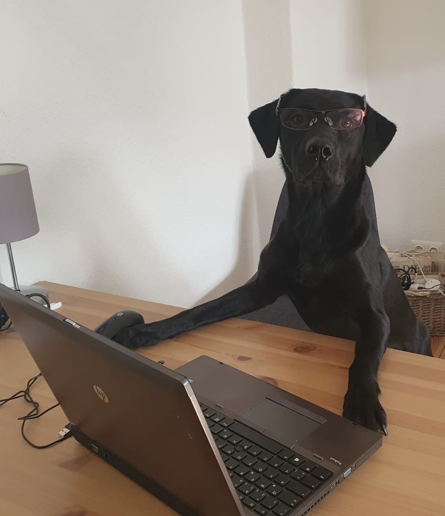 Hund mit Brille sitzt vor Laptop